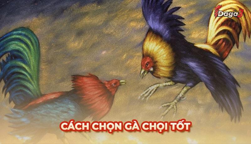 Bật mí cách chọn gà chọi tốt và kinh nghiệm từ sư kê