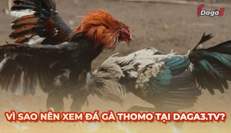 Vì sao nên chọn jantra.co để xem đá gà trực tiếp thomo