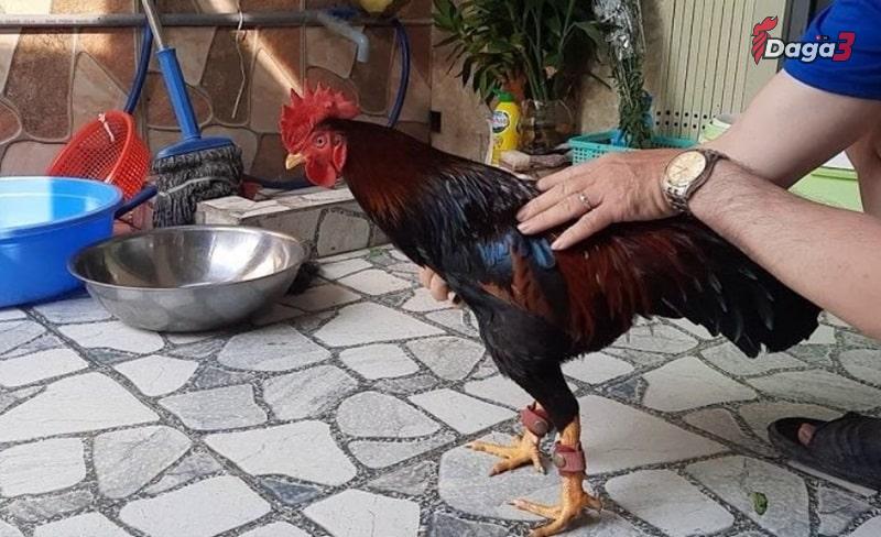 Chọn giống gà luôn là bước quan trọng nhất trong cách nuôi gà mau tới pin
