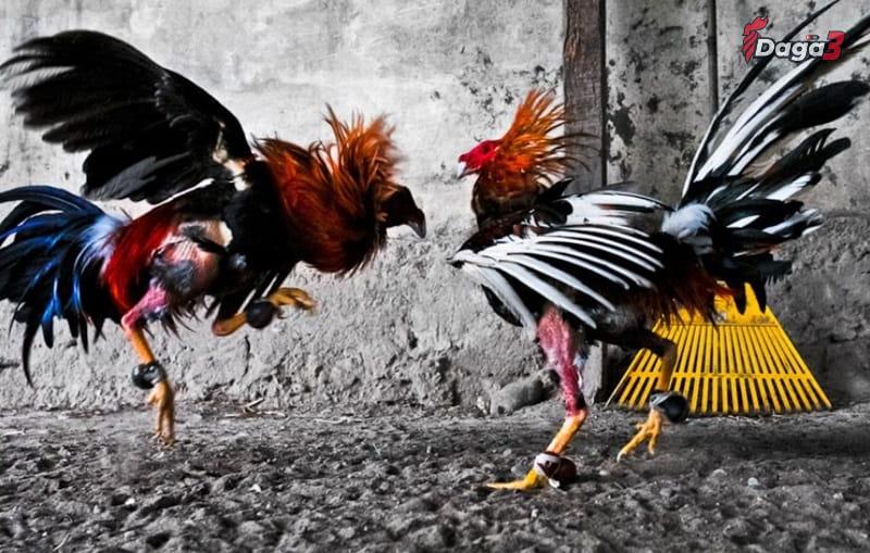 Việc phối màu lông gà đôi khi sẽ xảy ra tình trạng sai số