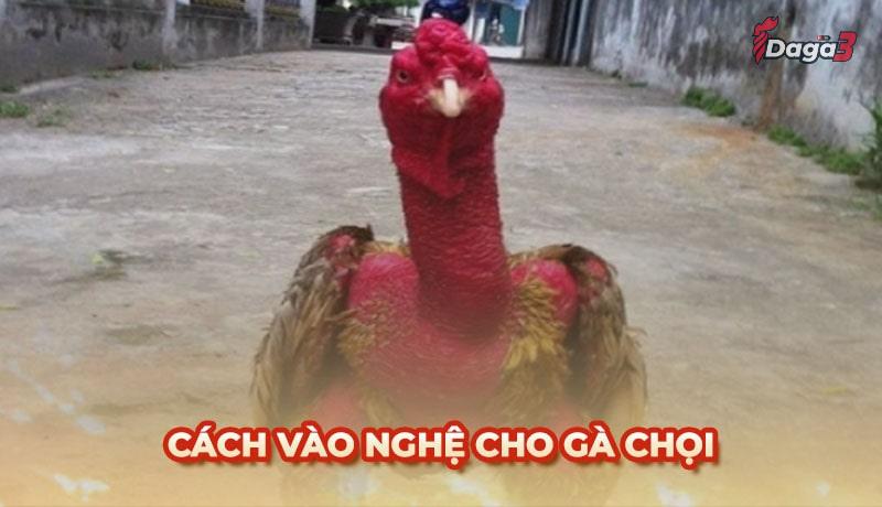 Cách vào nghệ cho gà chọi đơn giản, hiệu quả và an toàn